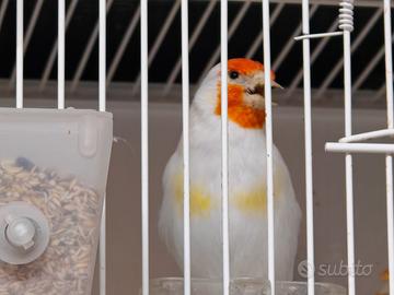 Cardelline major eumo/pastello