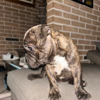 Bulldog francese