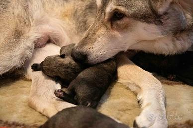 Ultima cucciola di lupo cecoslovacco