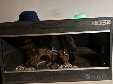 Teca per rettili