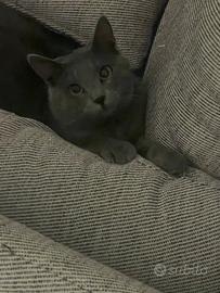 Gatto simile certosino