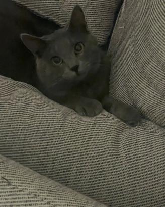 Gatto simile certosino