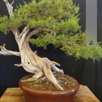 Bonsai di ginepro fenicio