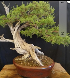 Bonsai di ginepro fenicio