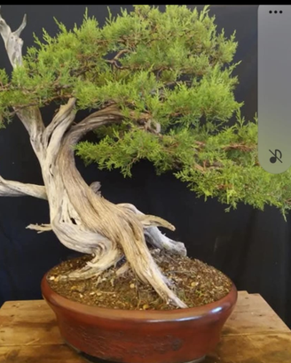 Bonsai di ginepro fenicio