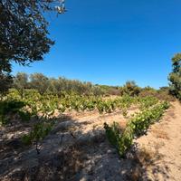 Terreno Edificabile a 500 metri dal Mare