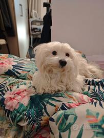 Maltese nati in casa con genitori