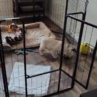 recinto per cani da interno e da esterno