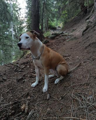 Amstaff