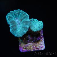 Caulastrea azzurra frag