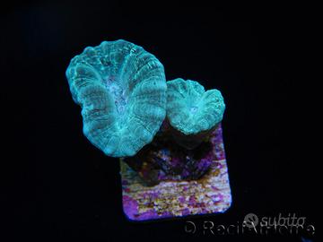 Caulastrea azzurra frag