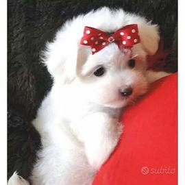 Cucciola maltese