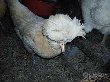 Gallina padovana