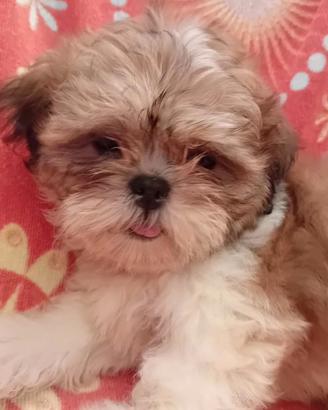 cuccioli di shitzu 