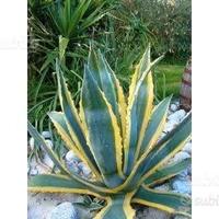 Piante grasse siciliane Agave americana marginata