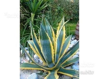 Piante grasse siciliane Agave americana marginata