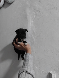 Pincher chihuahua nero