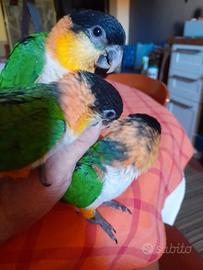 Caicco testa nera