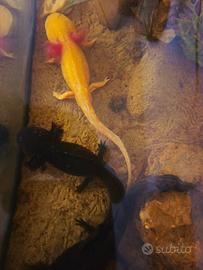3 Axolotl di cui 1 coppia riproduttiva