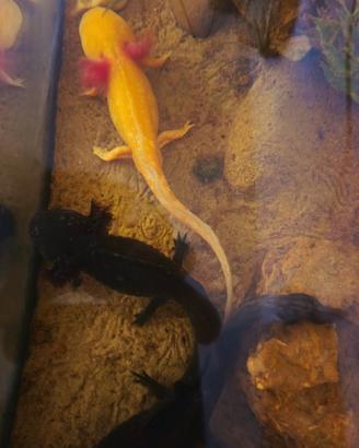 3 Axolotl di cui 1 coppia riproduttiva