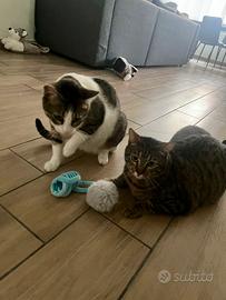 Ciro e Tigro