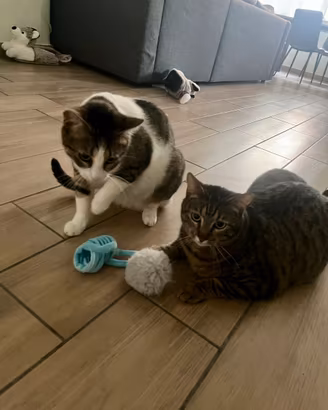Ciro e Tigro