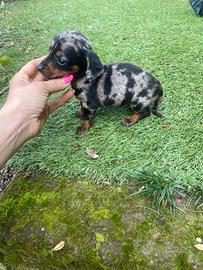 Femmina di bassotto kaninchen