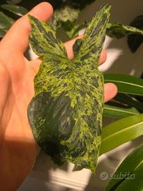 Syngonium Mottled Mojito
