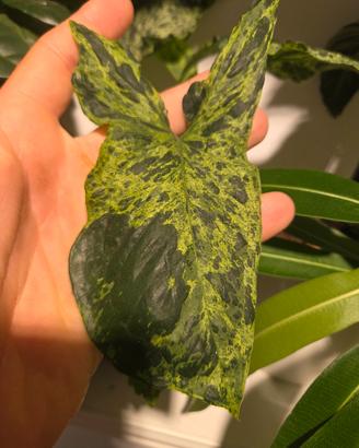 Syngonium Mottled Mojito