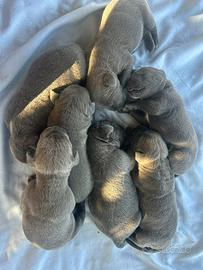Cuccioli cane corso