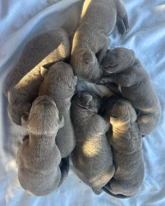 Cuccioli cane corso