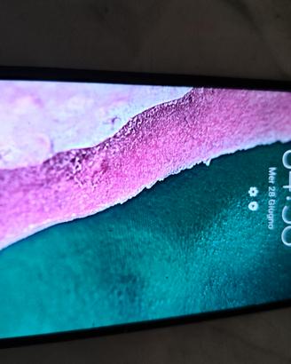 cellulare   Samsung A20E 