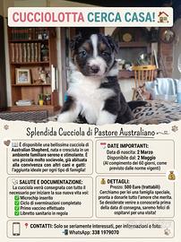 Pastore australiano