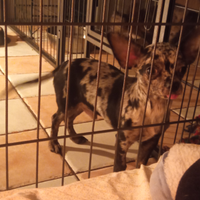 Chihuahua maschio 5 mesi