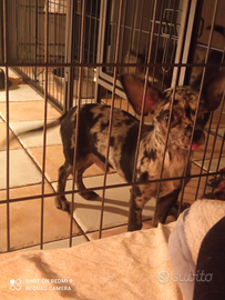 Chihuahua maschio 5 mesi
