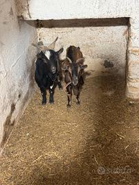 Caprette tibetane
