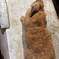 Coniglia incrocio gigante