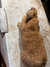 Coniglia incrocio gigante