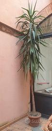 Pianta di Yucca (Tronchetto della Felicità)