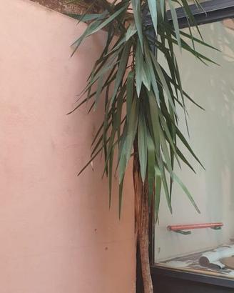 Pianta di Yucca (Tronchetto della Felicità)