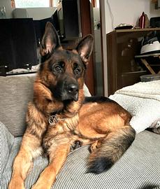 Mufasa pastore tedesco di 5 anni