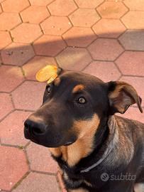 Simil pastore tedesco 6 mesi