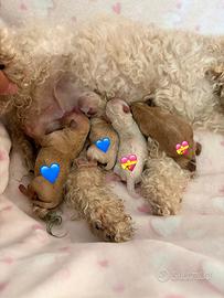 Cuccioli di maltipoo
