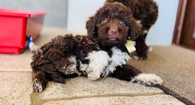 Lagotto cucciolo