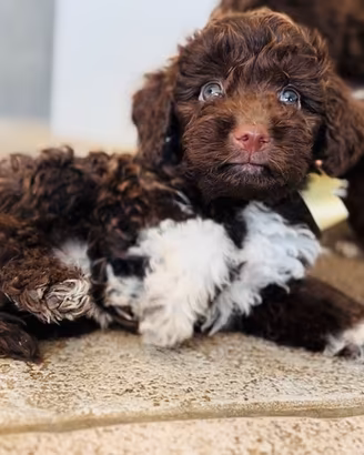 Lagotto cucciolo