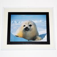 Quadro CUCCIOLO DI FOCA (portafoto + stampa)