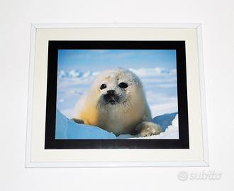 Quadro CUCCIOLO DI FOCA (portafoto + stampa)
