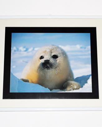 Quadro CUCCIOLO DI FOCA (portafoto + stampa)