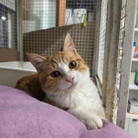 Gatto rosso e bianco