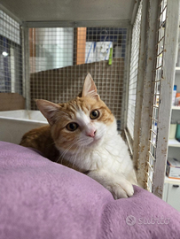 Gatto rosso e bianco